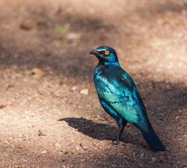 (Cape) glossy starling