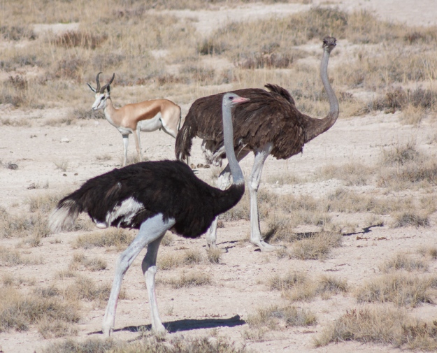 And more ostrich...