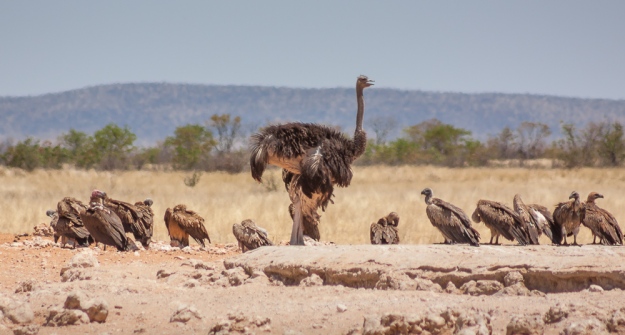 Another water hole, another ostrich - with vultures this time