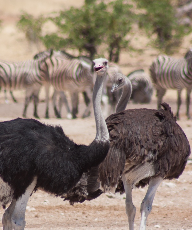Ostrich at a water hole