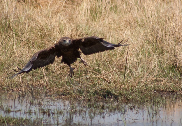 Eagle (fish eagle?) taking off
