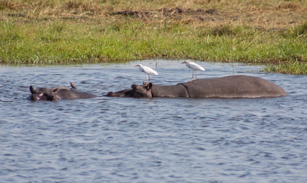 Egret or stork, hitching a ride on a hippo