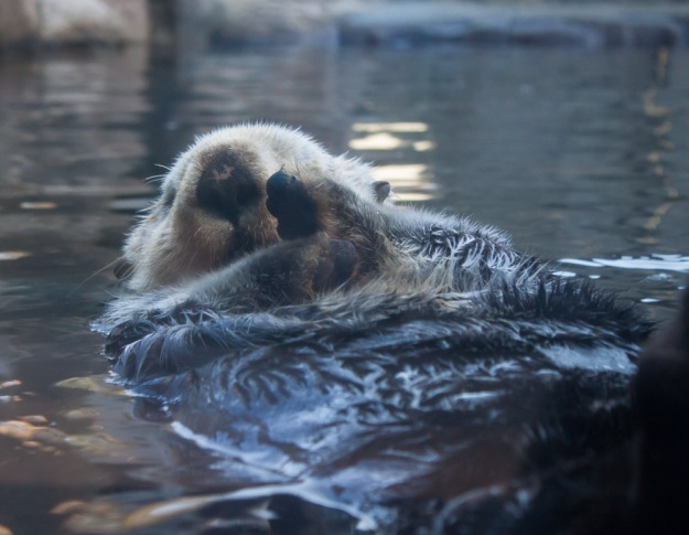 Sea otter - very cute :)